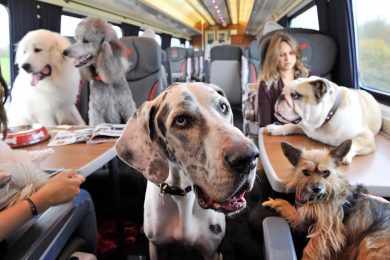 Pets já podem viajar acompanhados de seus donos nos trens do Metrô e CPTM