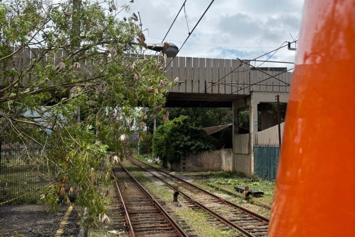 Além da copa da árvore, um poste de iluminação caiu junto a rede aérea.